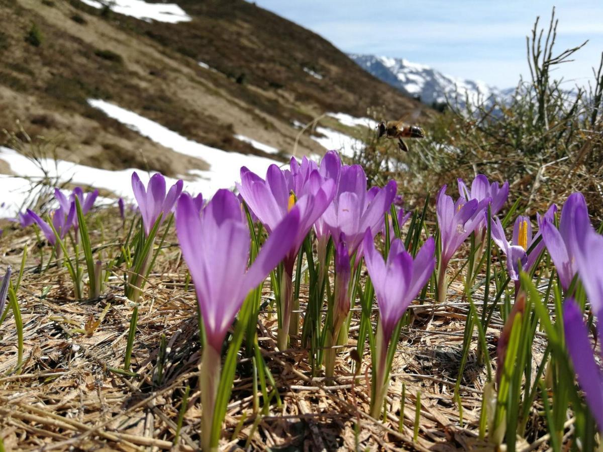 Holiday Flat Daniela, Hippach Im Zillertal ภายนอก รูปภาพ